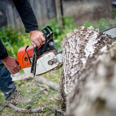 man with gasoline powered chainsaw cutting fire wood from trees in forest or garden
